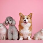 これはかわいい！動物が出てくるMV【邦楽・洋楽】